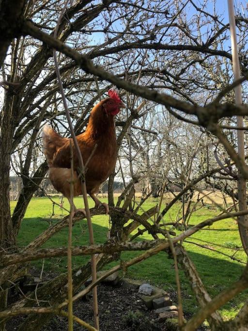 The Steading At Pitmeadow Farm Βίλα Dunning Εξωτερικό φωτογραφία